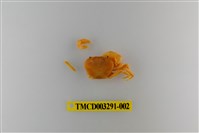 藏品(達觀澤蟹)的圖片